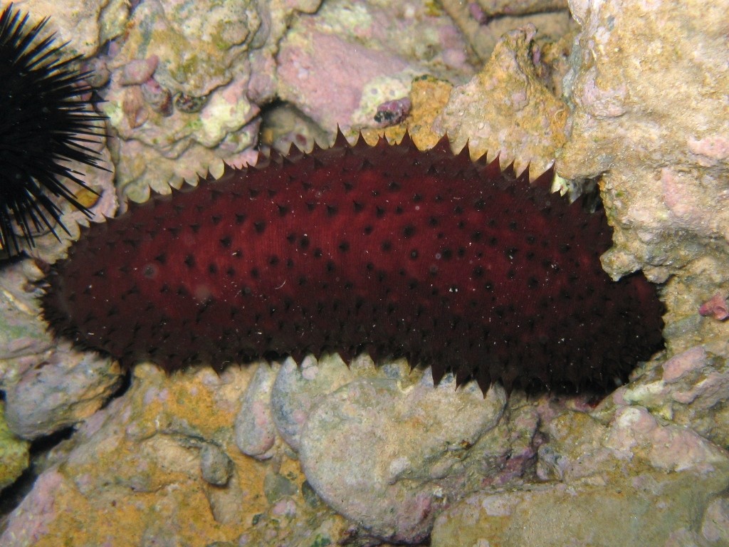 Holothuria sanctori (Delle Chiaje, 1823)